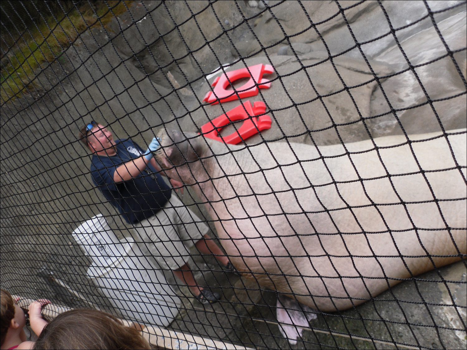 Tacoma, WA-Point Defiance Zoo & Aquarium-ET, the 3300 lb walrus